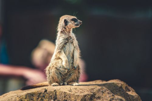 yorkshire wildlife park meerkat