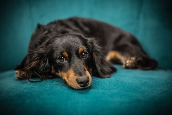 Dogs are not always an asset when selling your home