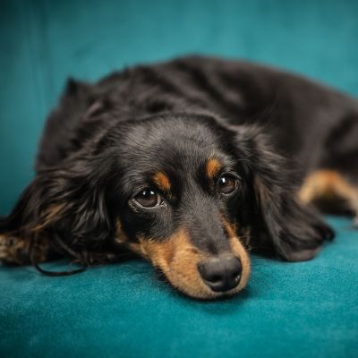 dog on sofa square